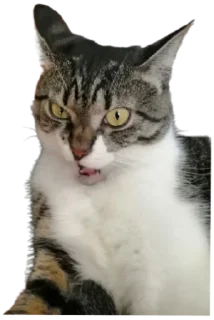 😠
