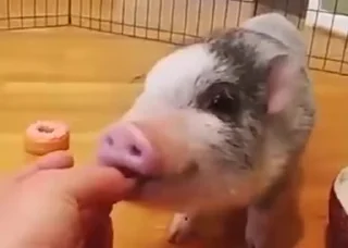 🐷
