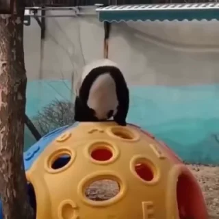 🐼