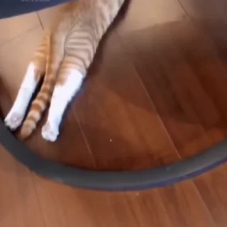 🐈