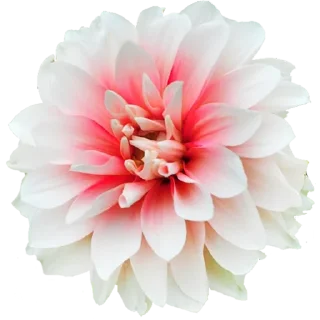 🌼