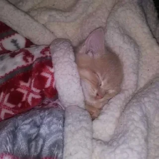 💤