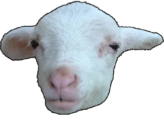 🐑