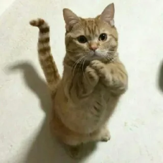 🐈