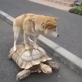 🐢