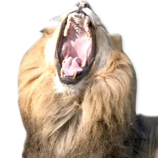 🦁