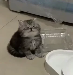 🌟