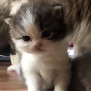 🐈‍⬛