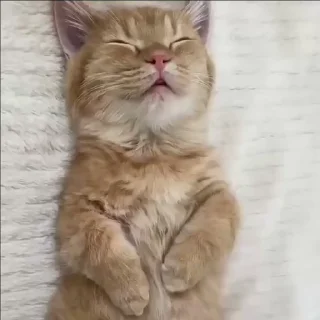 🎁