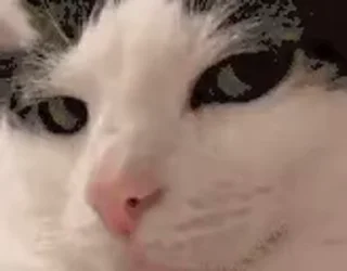 👁