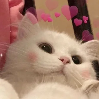 💗