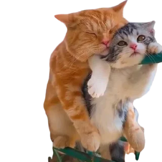 🫂