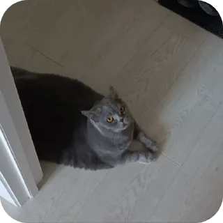 🐱