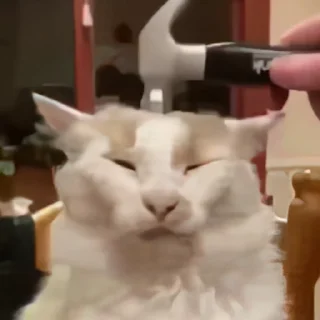 🗯
