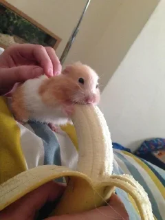 🍌