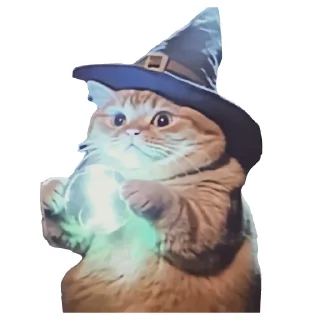 🐱
