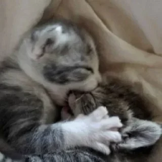 💗