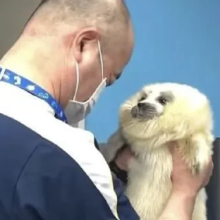 🦭