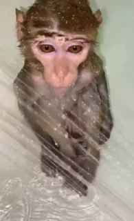 🐒