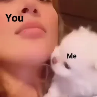 😼