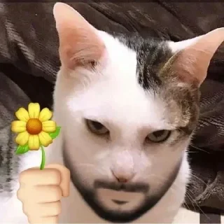 🌺