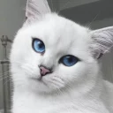 😾