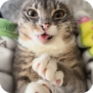 🐱
