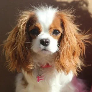 🐶