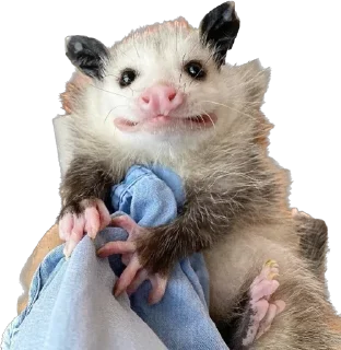 🤪