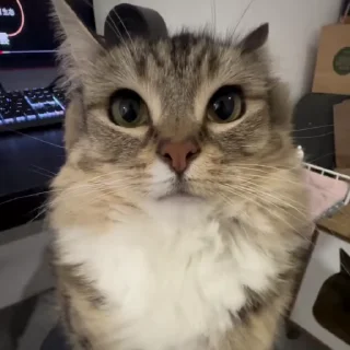 🌟