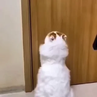 Смешные животные @stickroom