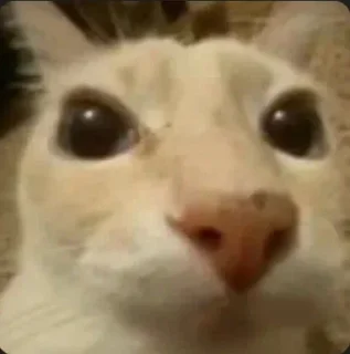 😼