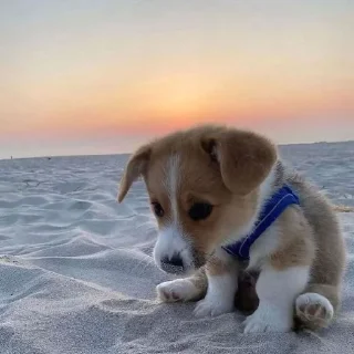 🥺