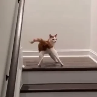 😺