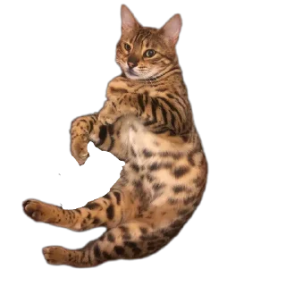 🐱