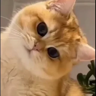 🤩