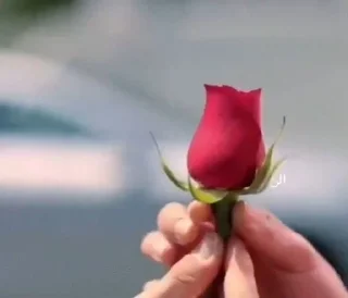 🌹