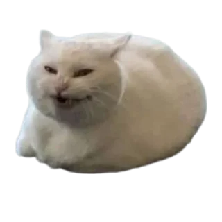 🐱
