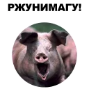 🐖