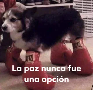 🥊