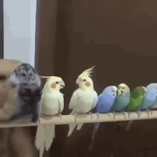 🦜