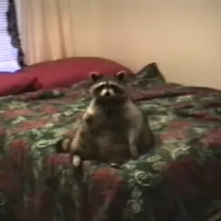 🦝