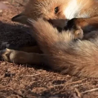 🤩