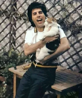🐈