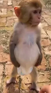 🥣