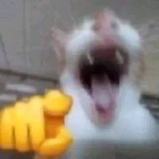 Meme cats