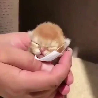 🥺