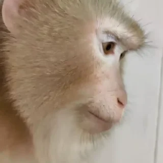 🌟