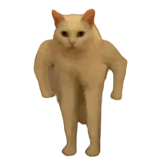🐱