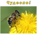 🐝